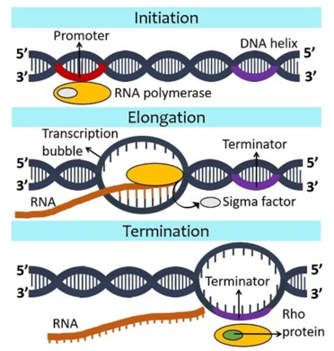 Transcription And Rna Processing - kapdec